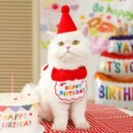 Celebrate in Style – Happy Birthday Bib Scarf for Pets