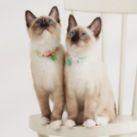 Cat Collar - Cotton Bell Series